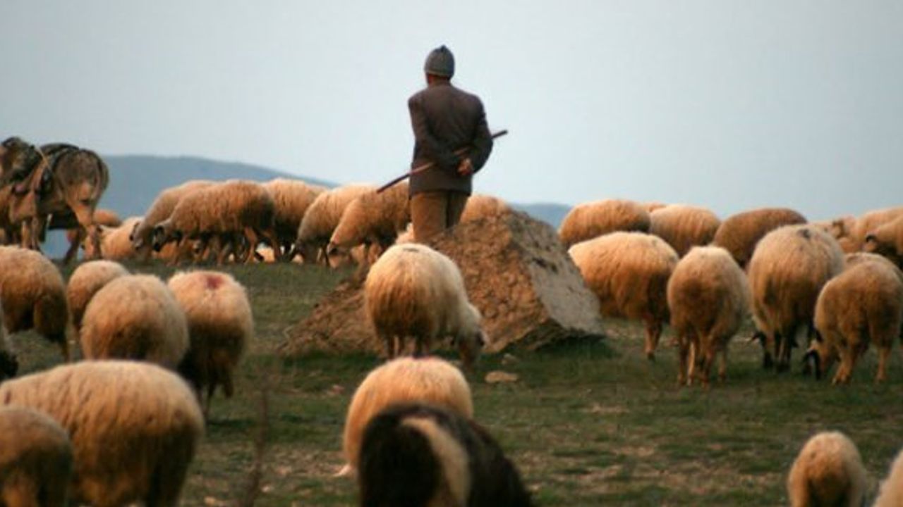 Dersim'de bir çoban uzun namlulu silahla vurularak öldürüldü