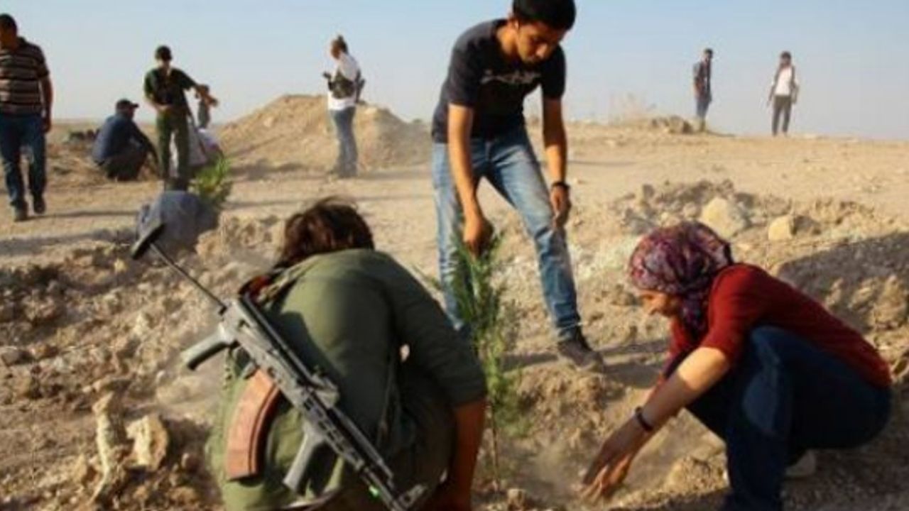 SGDF'li gençlerin hayali Kobani'de 'yeşerdi': 250'yi aşkın fidan dikildi