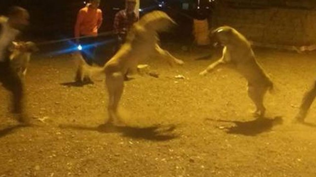 Erzurum'da köpek dövüşüne soruşturma