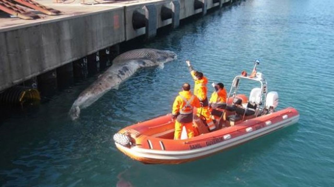 Koruma altındaki balina İskenderun'da karaya vurdu