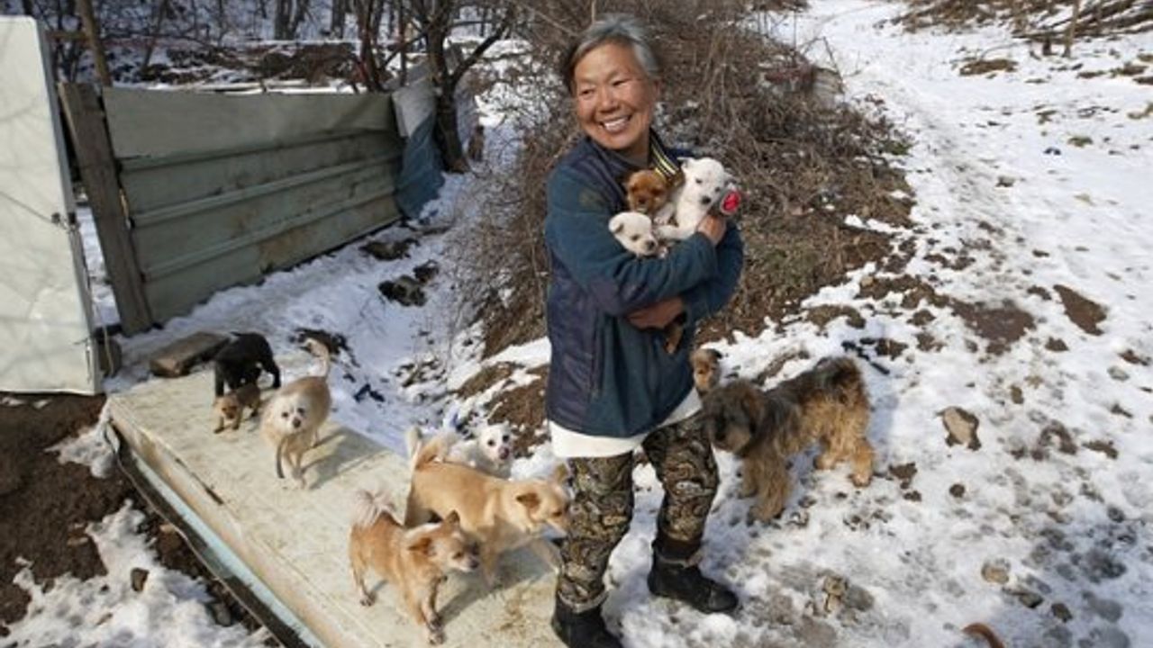 Güney Koreli kadın köpeklerin kahramanı oldu