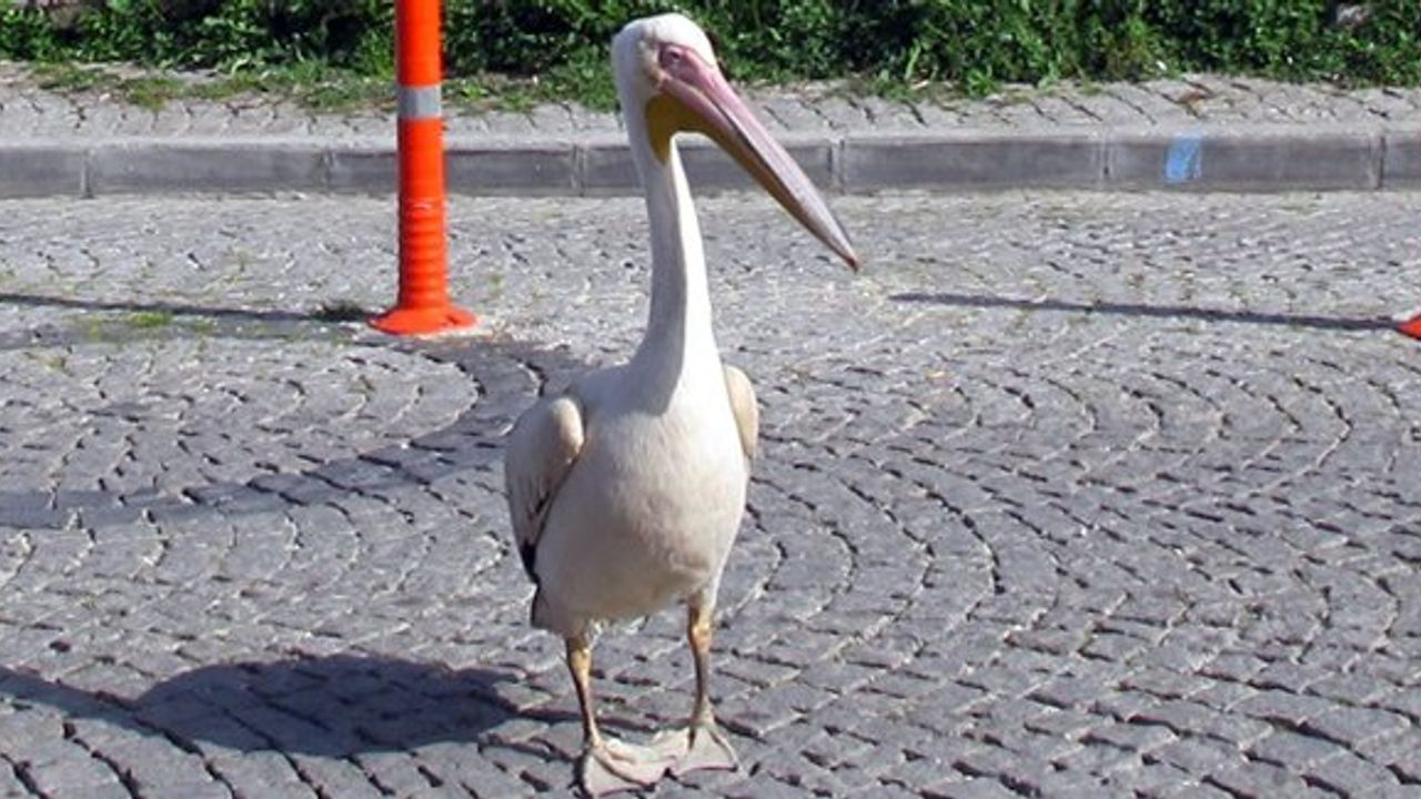 Bozcaada sokaklarında bir pelikan