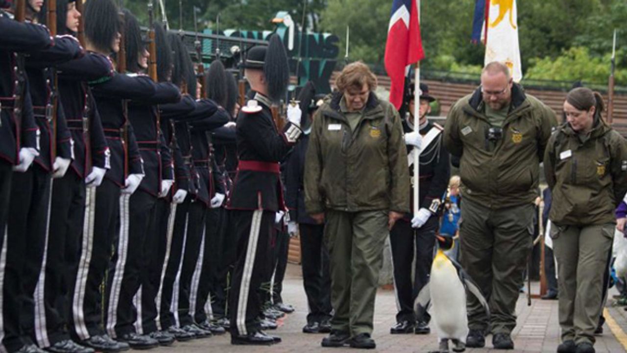 Generalliğe terfi eden penguen, muhafız alayını teftiş etti