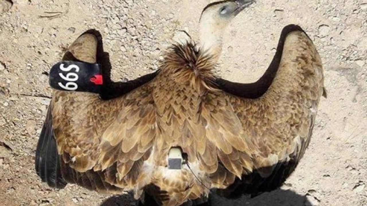 'İsrail casusu' iddiasıyla soyu tükenen kuşları vuruyorlar