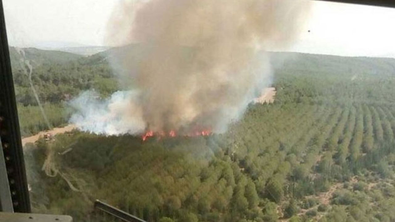 İzmir'de ağaçlandırma sahasında yangın çıktı