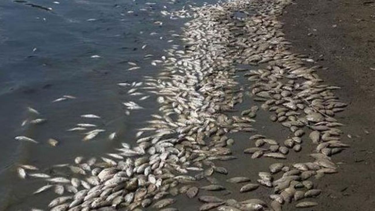 Tekirdağ’da binlerce ölü balık karaya vurdu