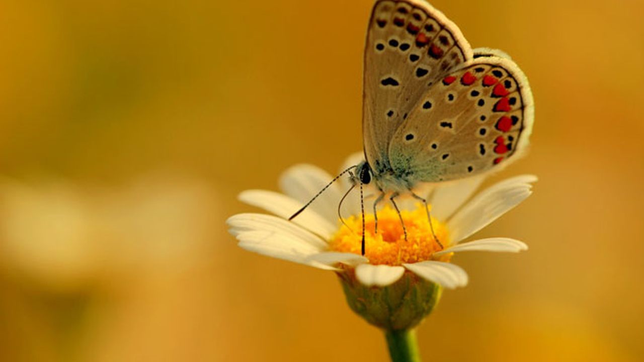 Bilim insanları kelebeklerin genleriyle oynayarak kanatlarındaki renk ve desenleri değiştirdi