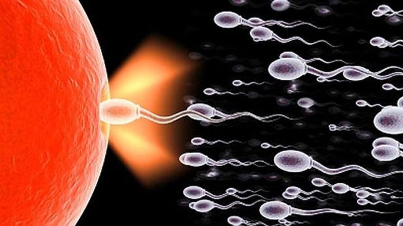 İnsan sperminde 27 farklı virüs yaşayabiliyor