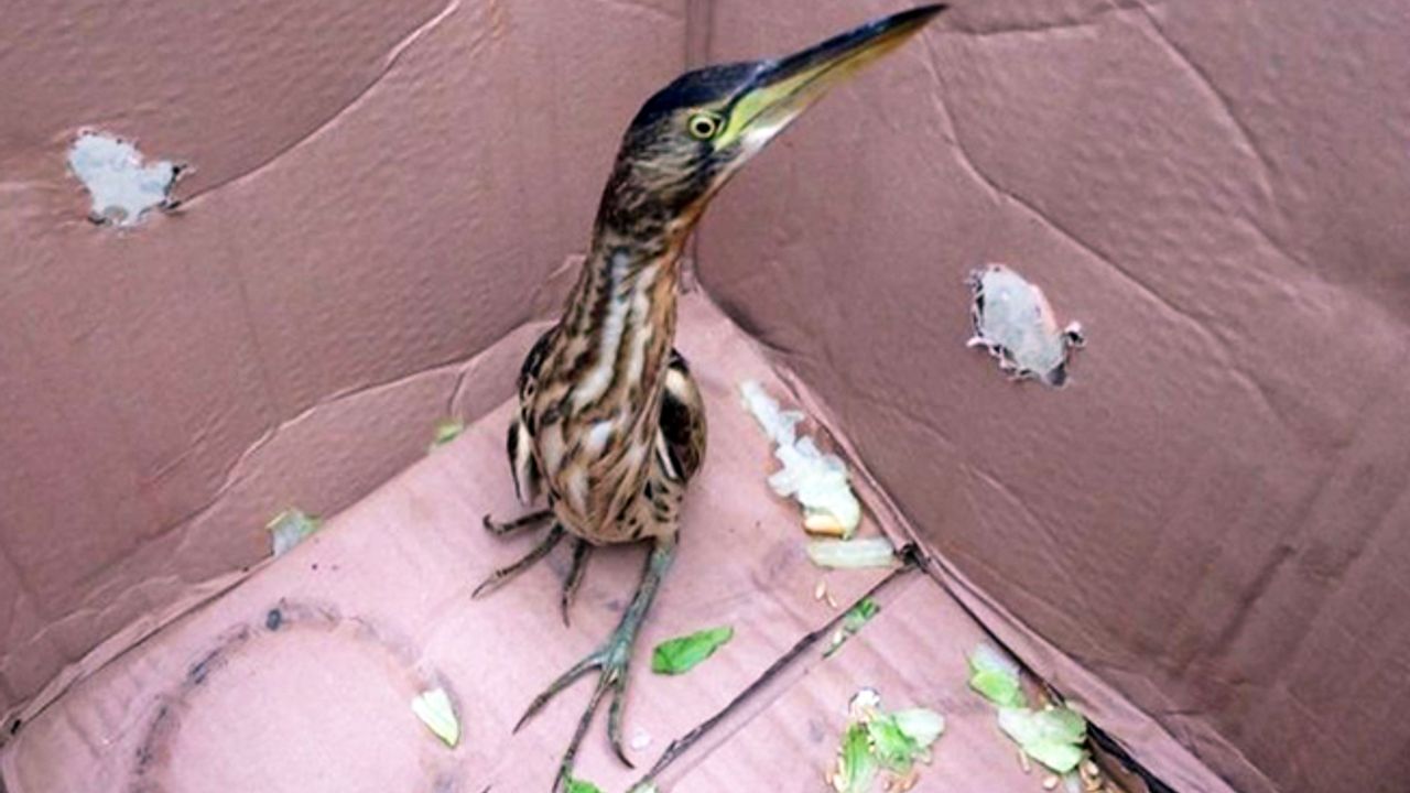 Konya'da bir otomobilin kaportasından nadir görülen bir kuş türü çıktı