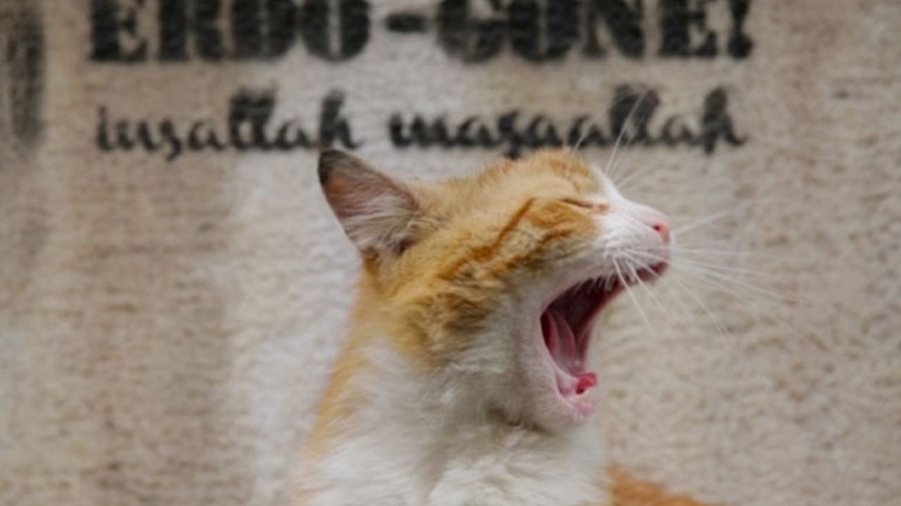 'Kedi' belgeseli Time'ın 'En iyi 10 film' listesinde