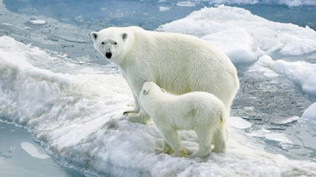 Kutup ayılarının gıda kaynakları tükeniyor