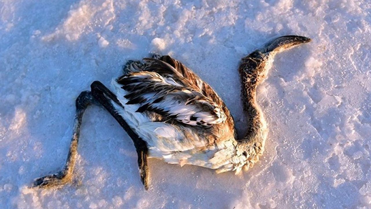 Tuz Gölü'nde çok sayıda yavru flamingo öldü
