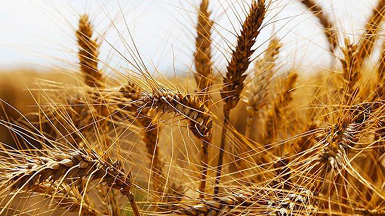 'Buğdayda büyük kriz 2019’da yaşanacak'