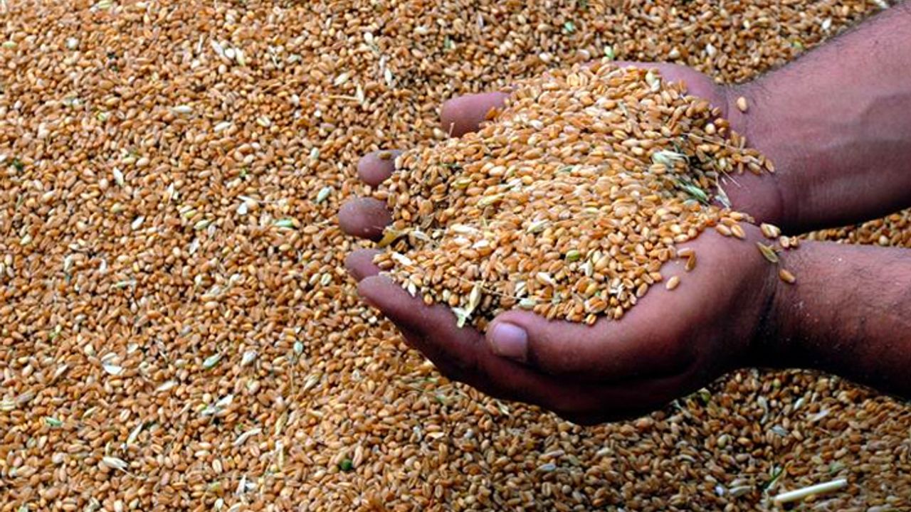 Türkiye, 1.4 milyar nüfuslu Çin'den daha fazla buğday ithal etti