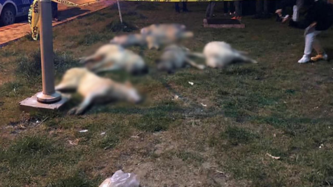 Ankara'da 13 sokak köpeğinin zehirlenmesiyle ilgili bir kişi gözaltına alındı
