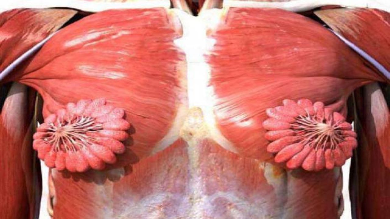 Twitter'da viral olan kadın anatomisi görseli