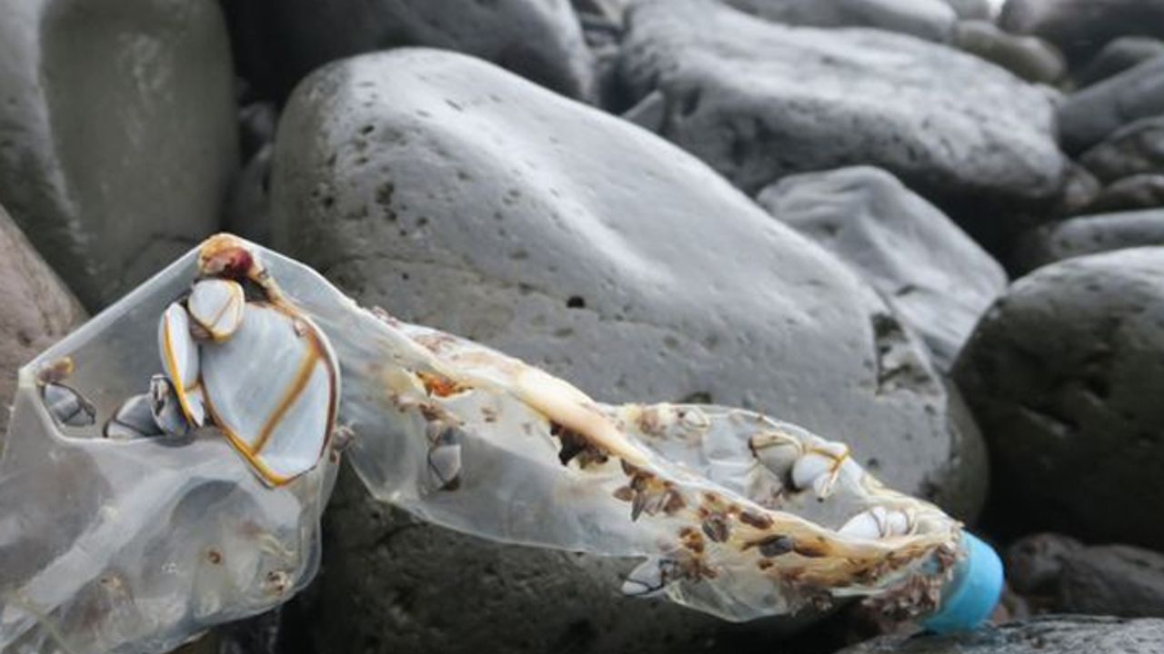 Plastik atıklar Erişilemeyen Ada'ya erişti