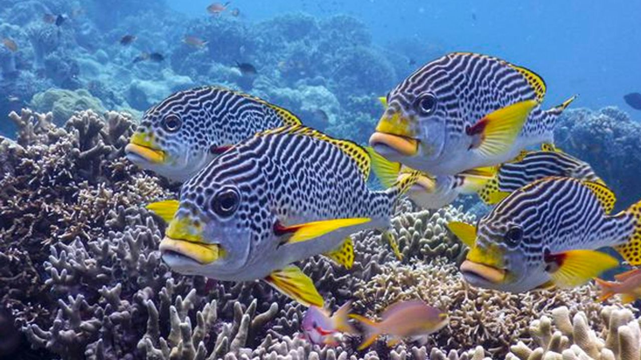 Okyanuslardaki azalan oksijen su altı yaşamını tehdit ediyor