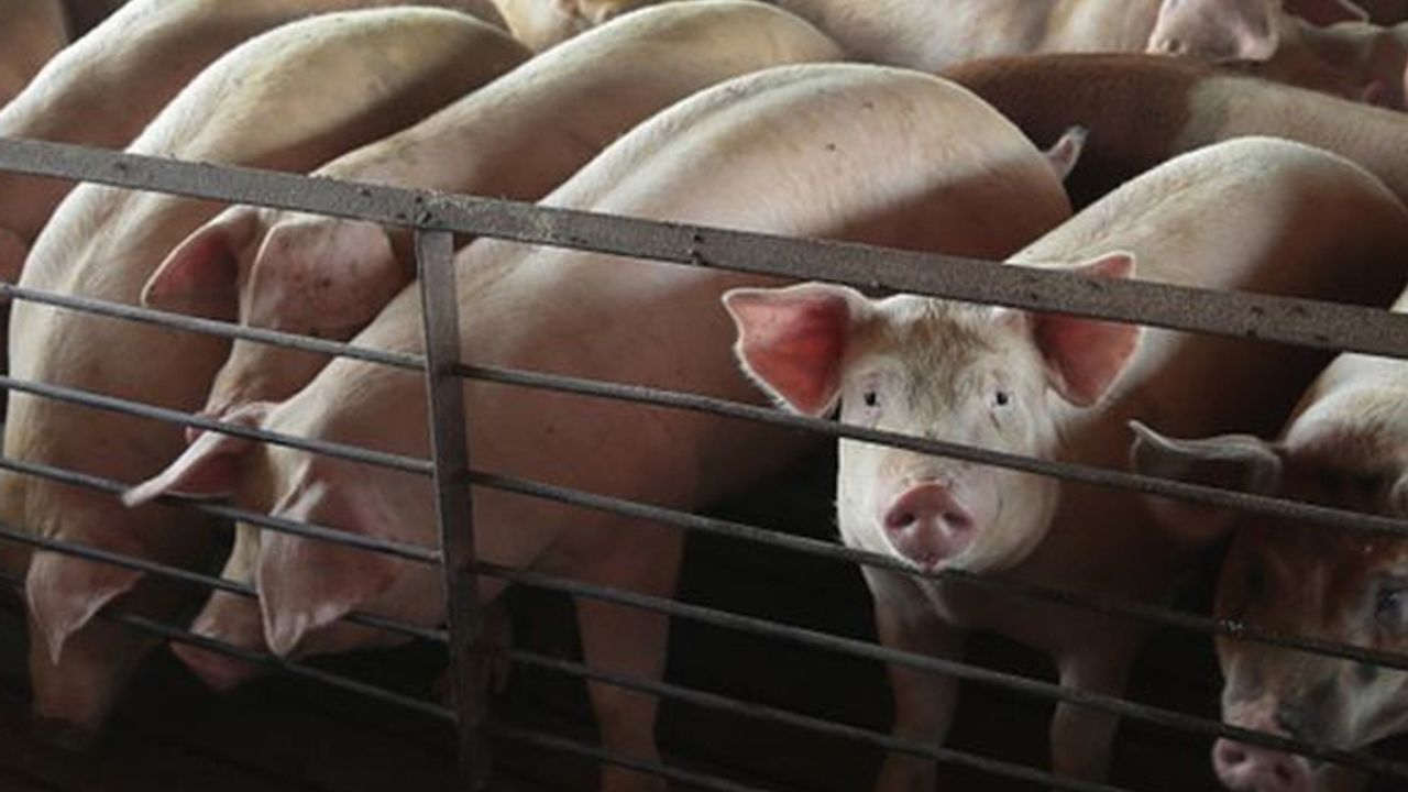 ABD'de et üretim tesisleri kapatıldı, çiftlik hayvanları gazla ya da vurularak öldürülüyor