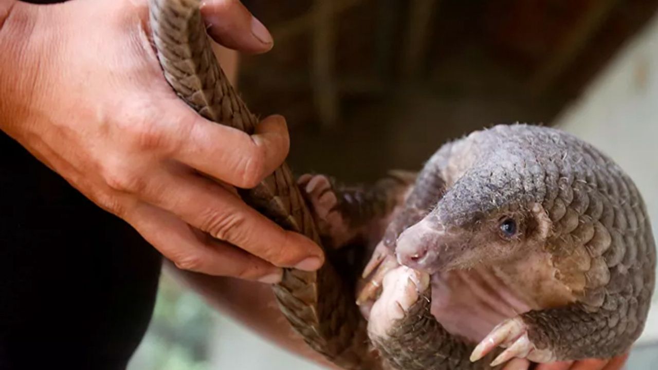 Pangolin, Çin'in geleneksel ilaç listesinden çıkarıldı