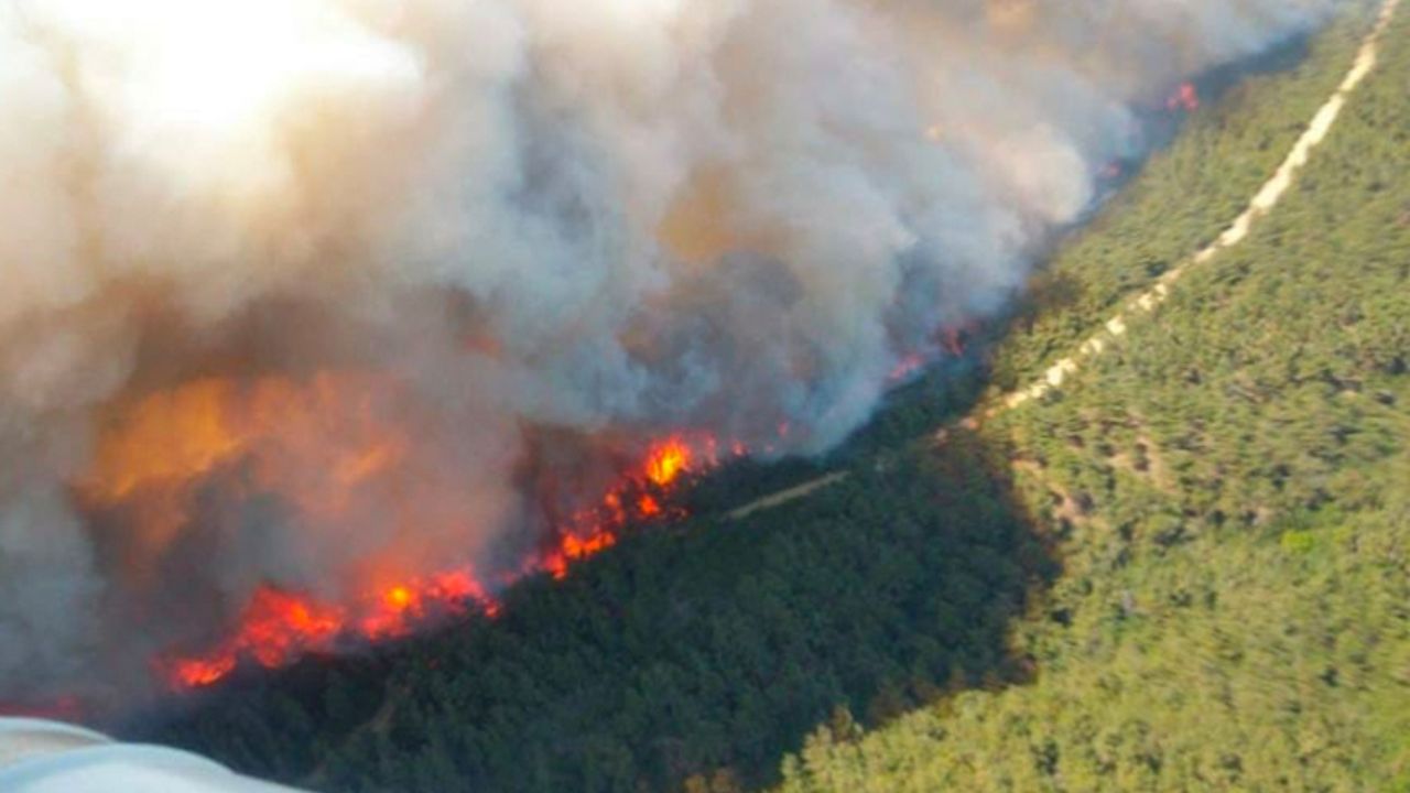 Gelibolu'da orman yangını: 300 hektara yakın alan kül oldu