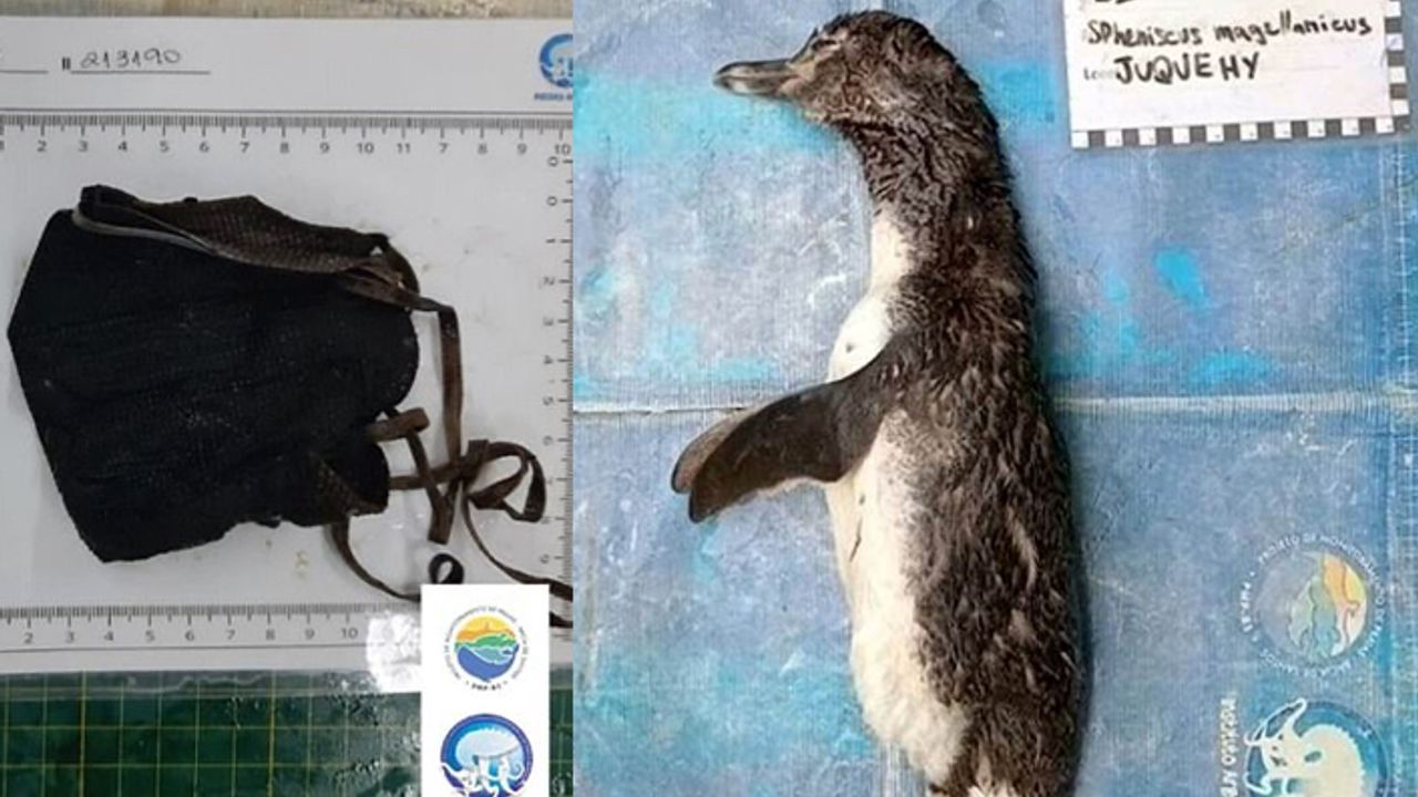 Brezilya'da ölü penguenin midesinden N95 maske çıktı