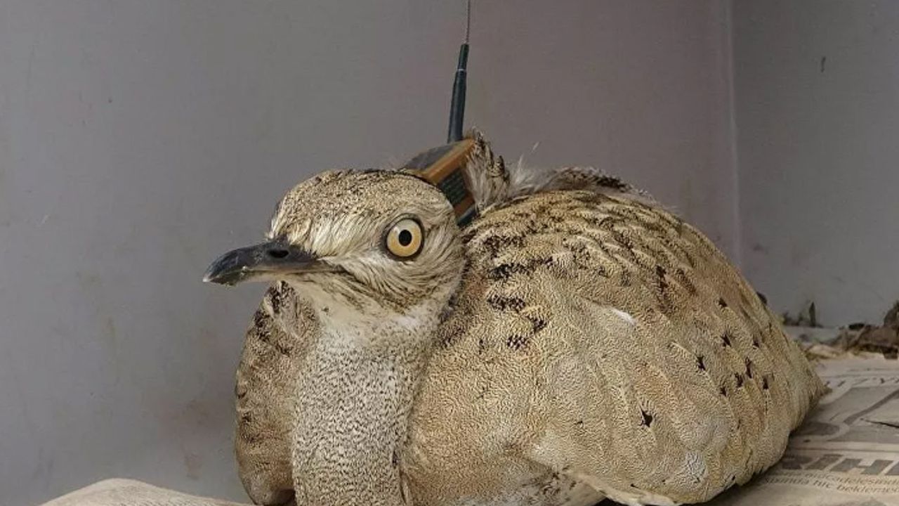 Nesli tükenme tehlikesinde olan yakalı toy kuşunu avcılar öldürdü