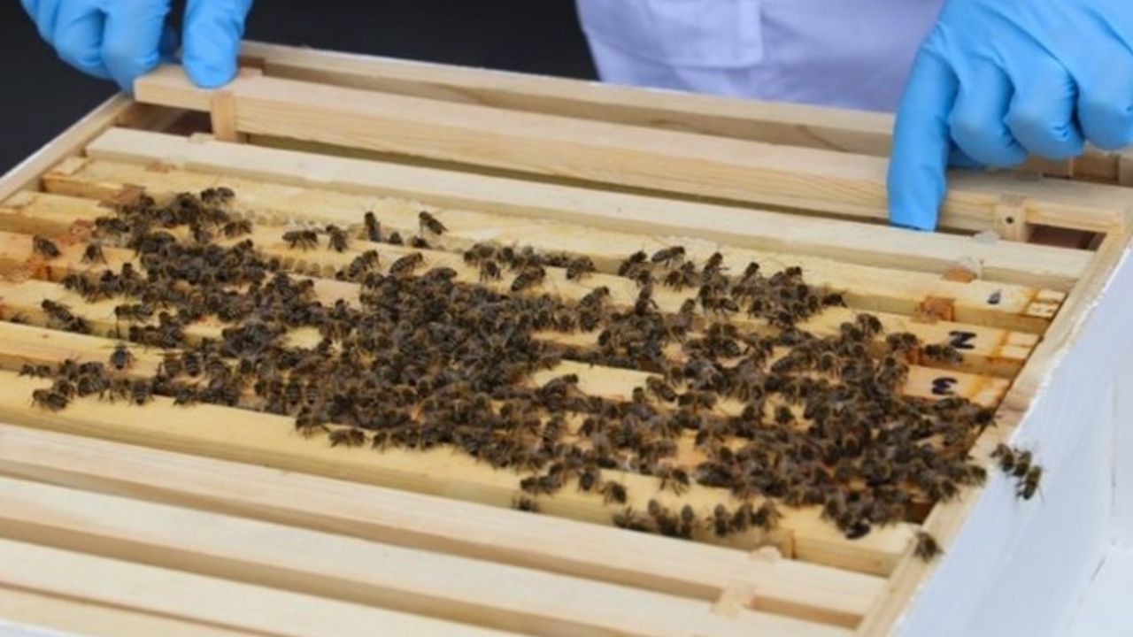 Belçika uyuşturucu ile mücadele için bal arılarını kullanacak