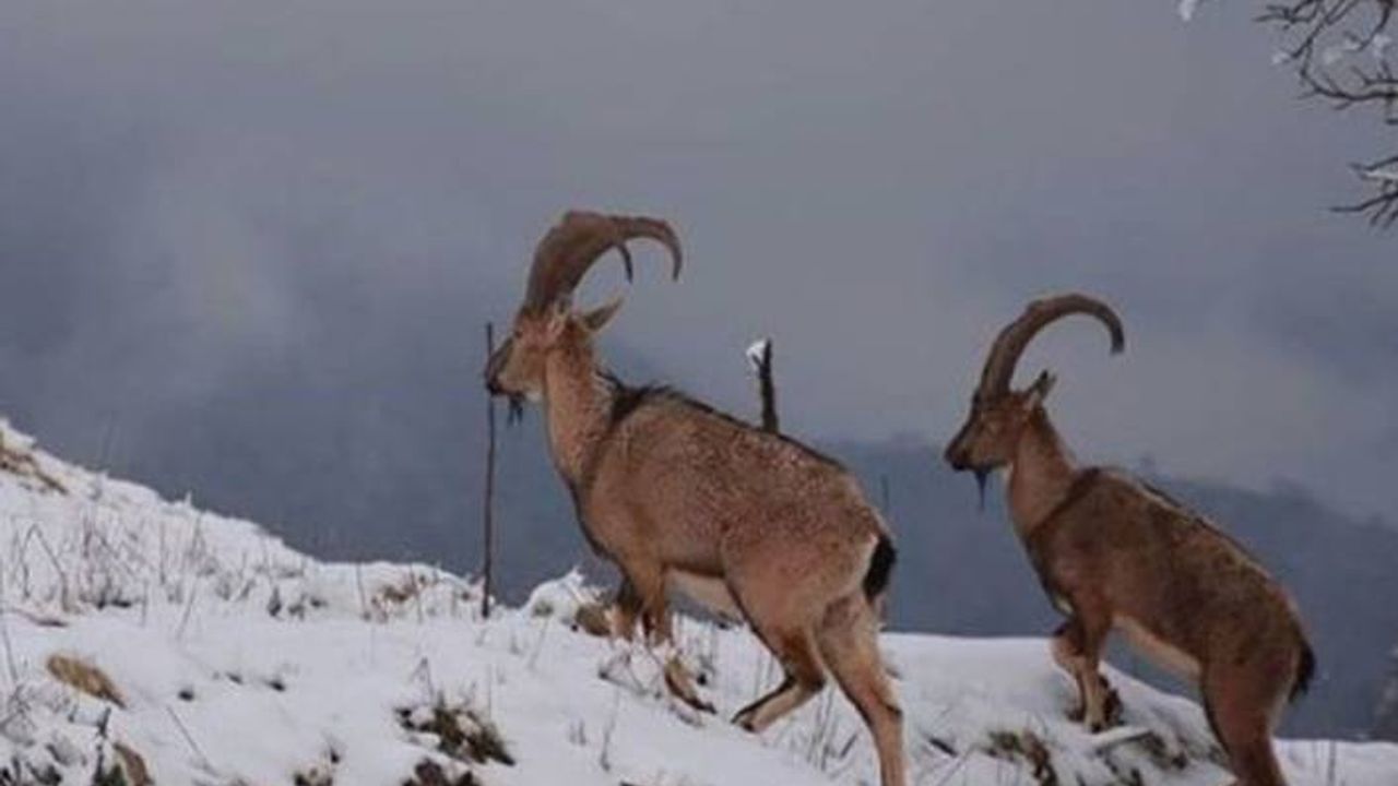 Dersim'de son bir ayda 15 dağ keçisi ölü bulundu