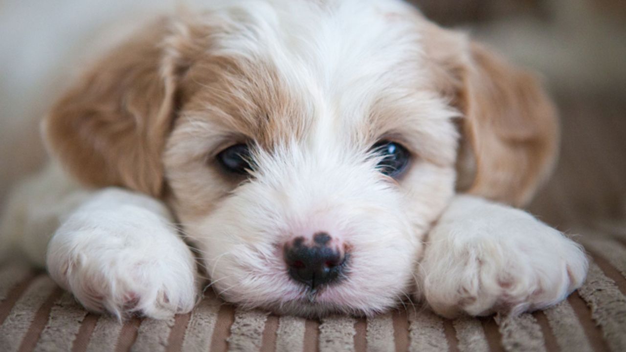 375 köpek yavrusu incelendi: Doğdukları andan itibaren insanları anlıyorlar