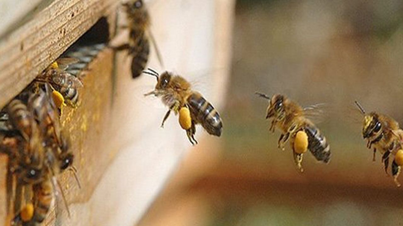 Tekirdağ'da bal arıları aileye saldırdı: 1 kişi hayatını kaybetti, 4 yaralı