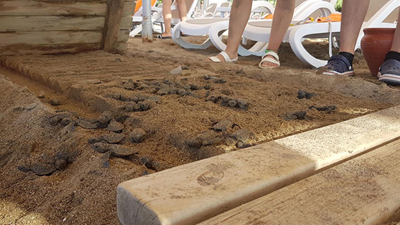 60 caretta caretta yavrusu, otelin kumsala koyduğu yürüme bandı altında sıkışarak öldü
