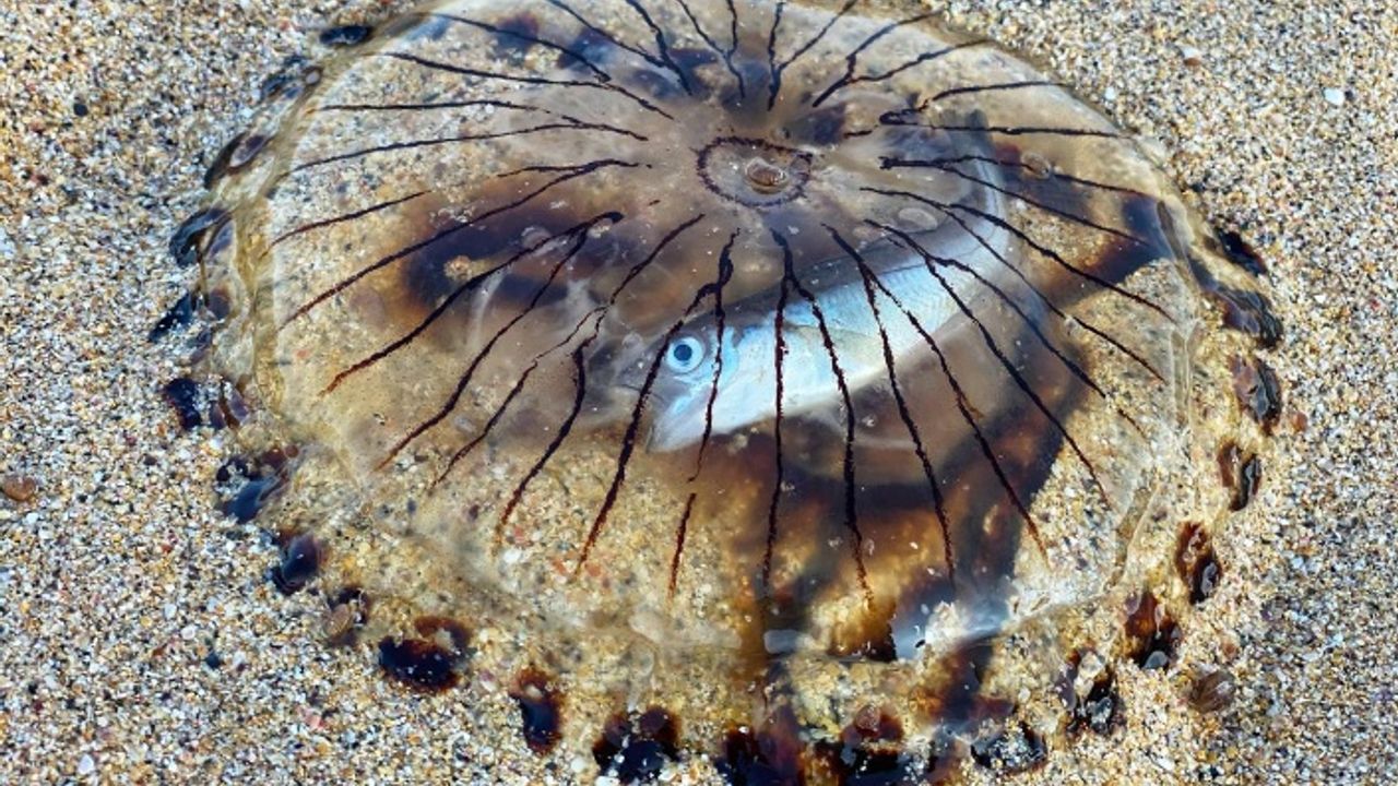 Midesinde balıkla karaya vuran denizanası görüntülendi