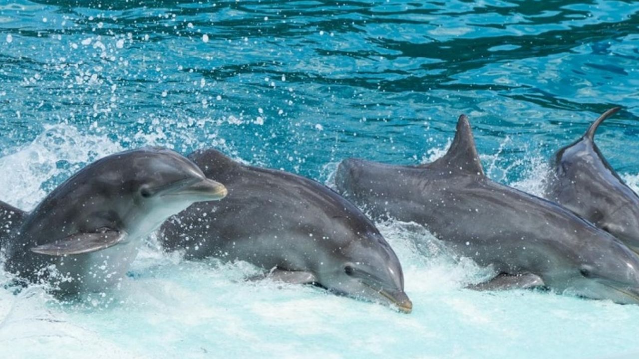Yunuslarda görülen yeni virüs, deniz yaşamını tehlikeye atabilir