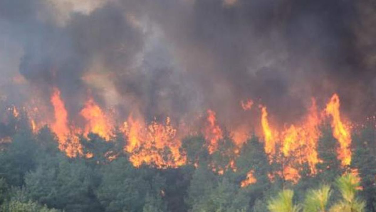 Çanakkale'nin Bayramiç ilçesinde orman yangını
