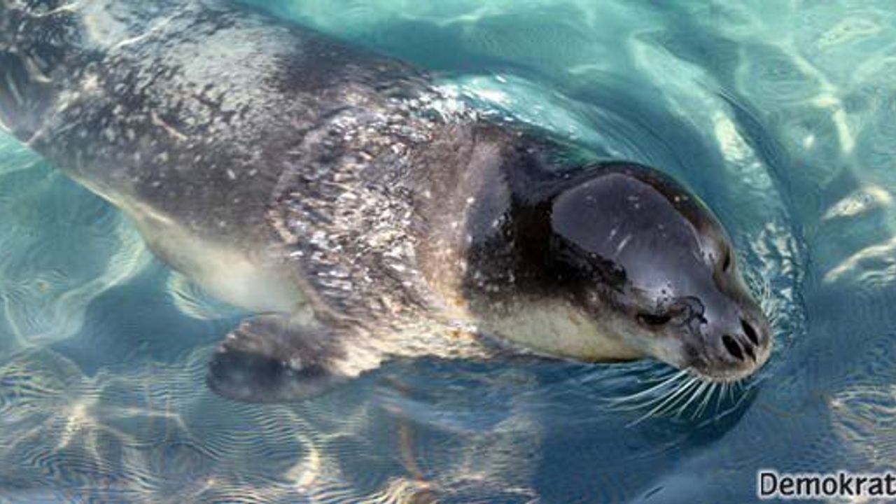  Akdeniz foklarının hayat alanı tehlikede