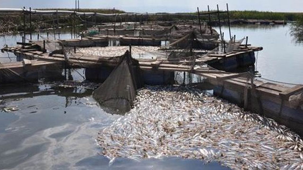 Alabalık çiftliğinde kirlilik balıkları vurdu