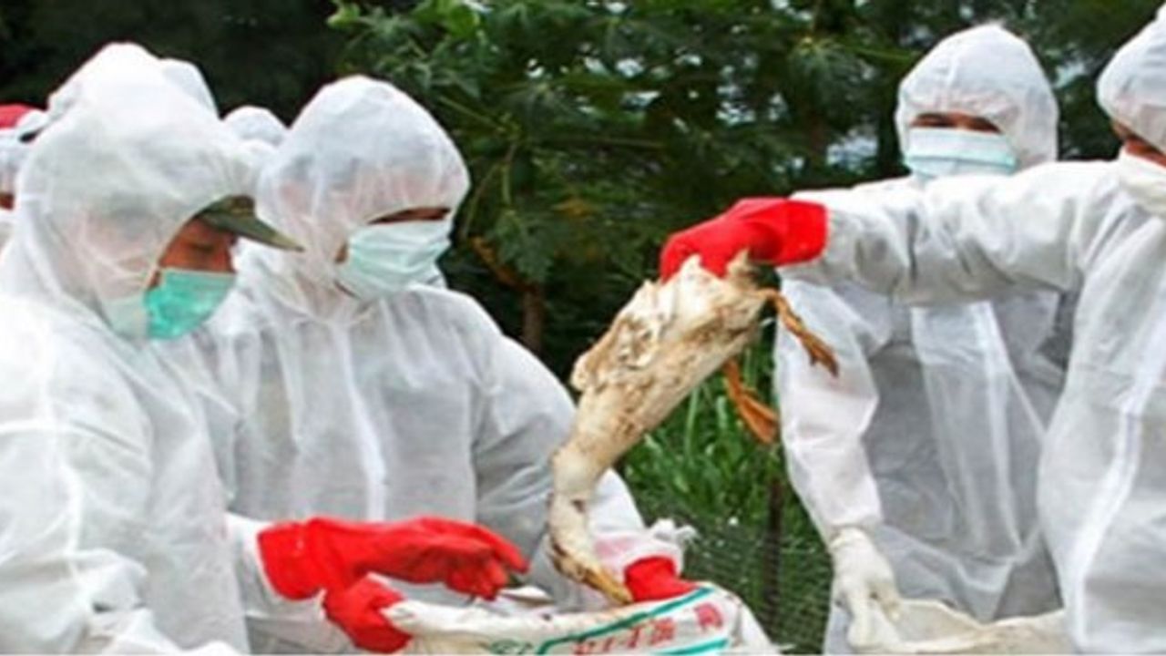 Artan kuş gribi vakaları Türkiye’nin tavuk ihracatını durdurdu