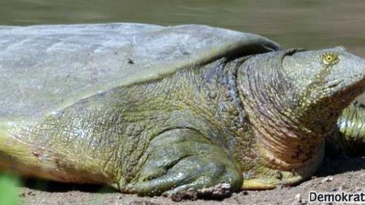 Fırat kaplumbağası yok olmakla karşı karşıya