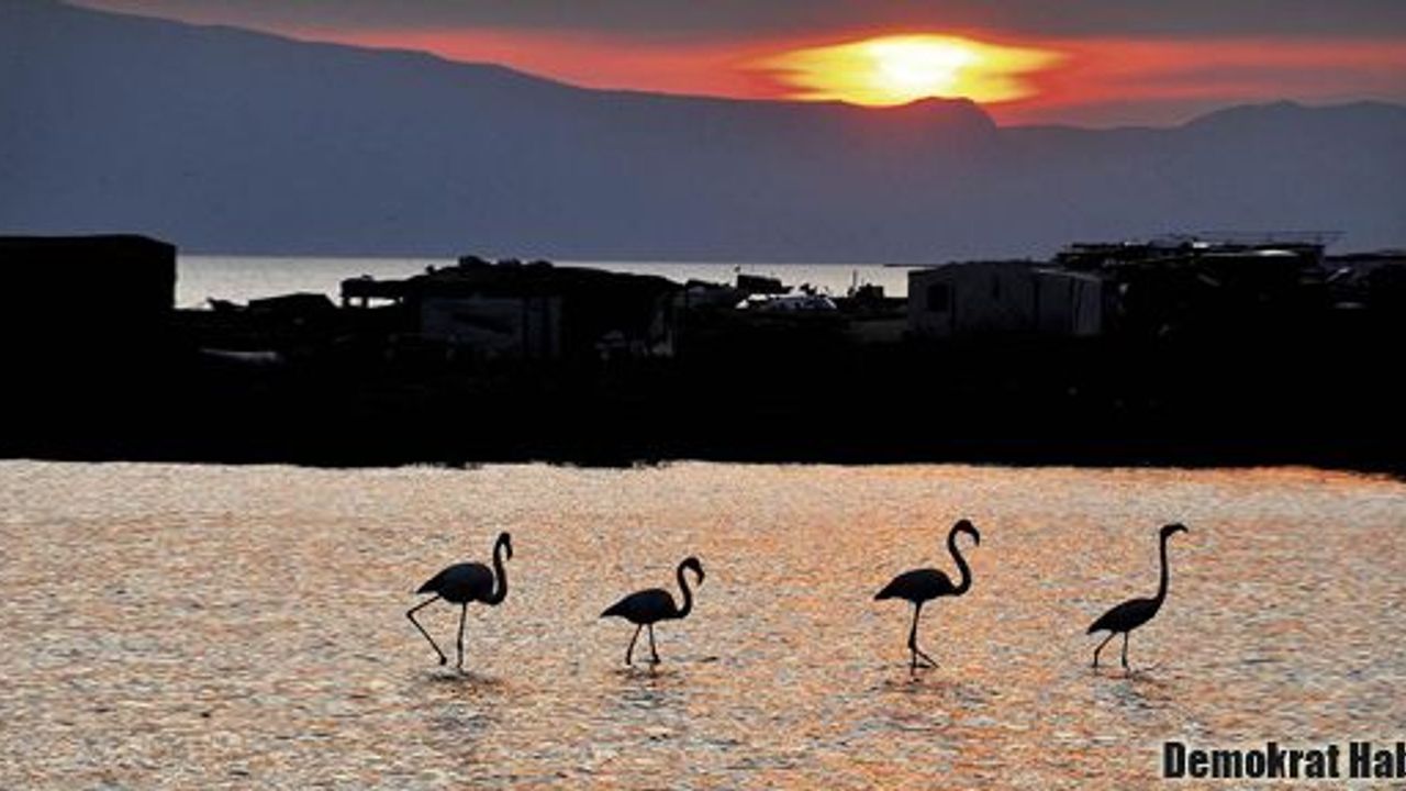 Gediz Deltası’nda flamingoların zaferi