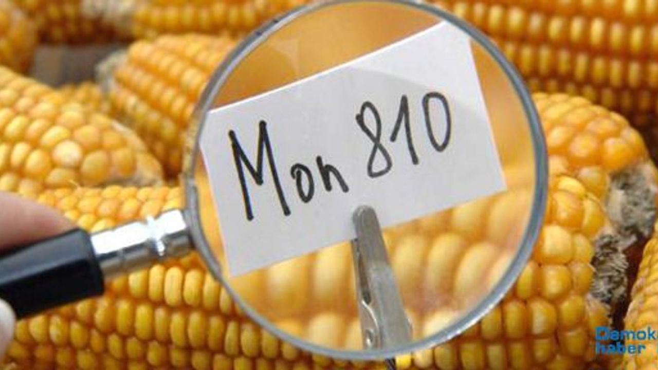 Polonya GDO devi Monsanto'yu ülkeden kovdu