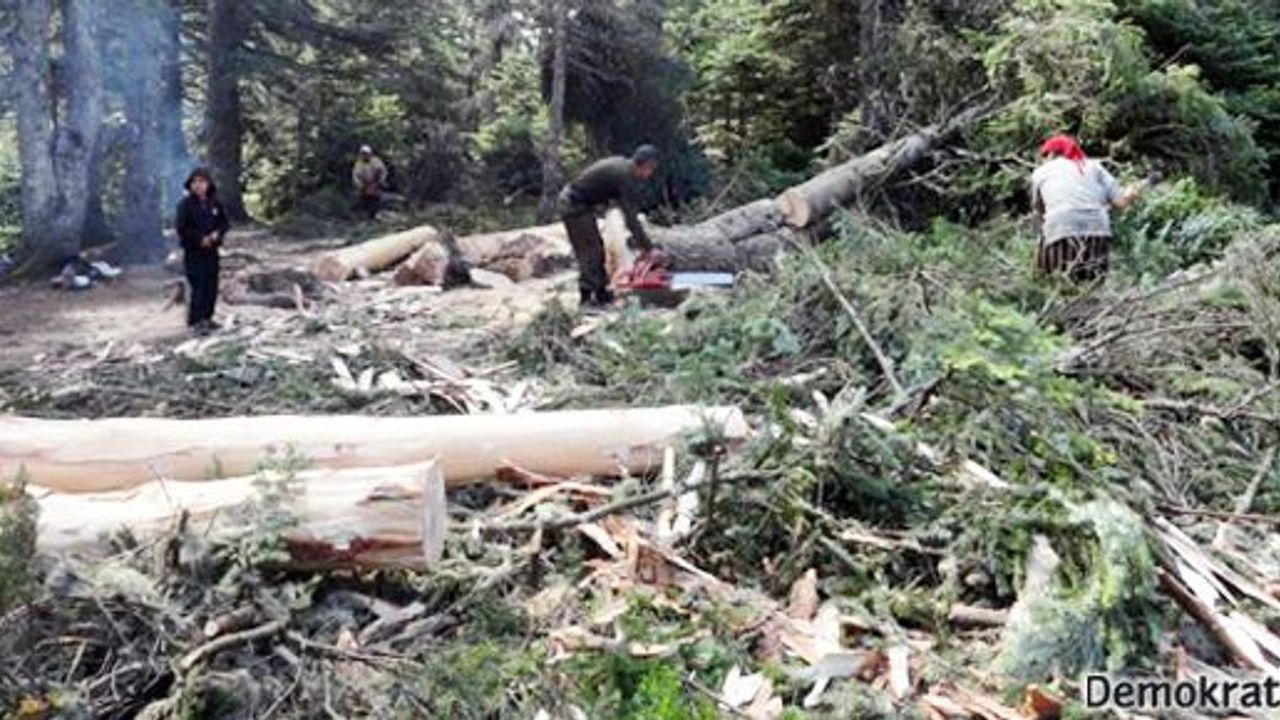 Uludağ'da teleferik için 4 bin ağaç kesildi