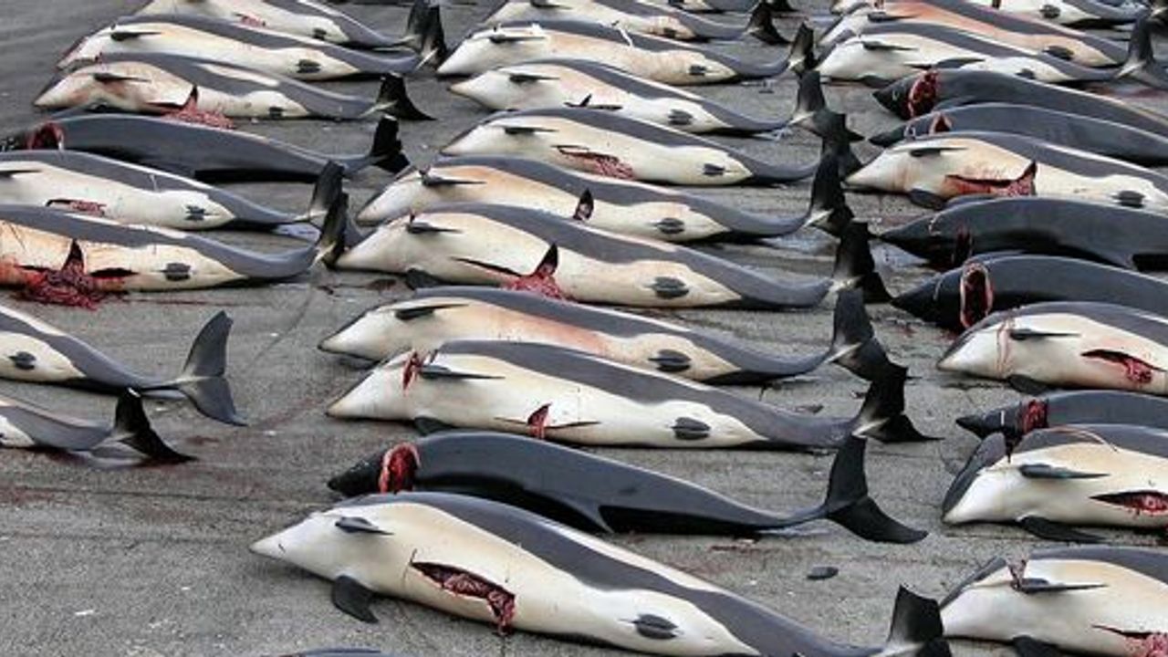 Uluslararası Adalet Divanı balina avını yasakladı