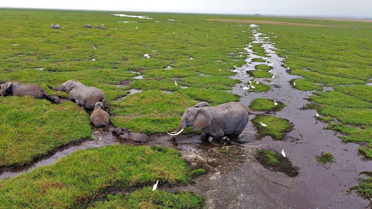 Fildişi avcılığı nedeniyle filler evrimleşti