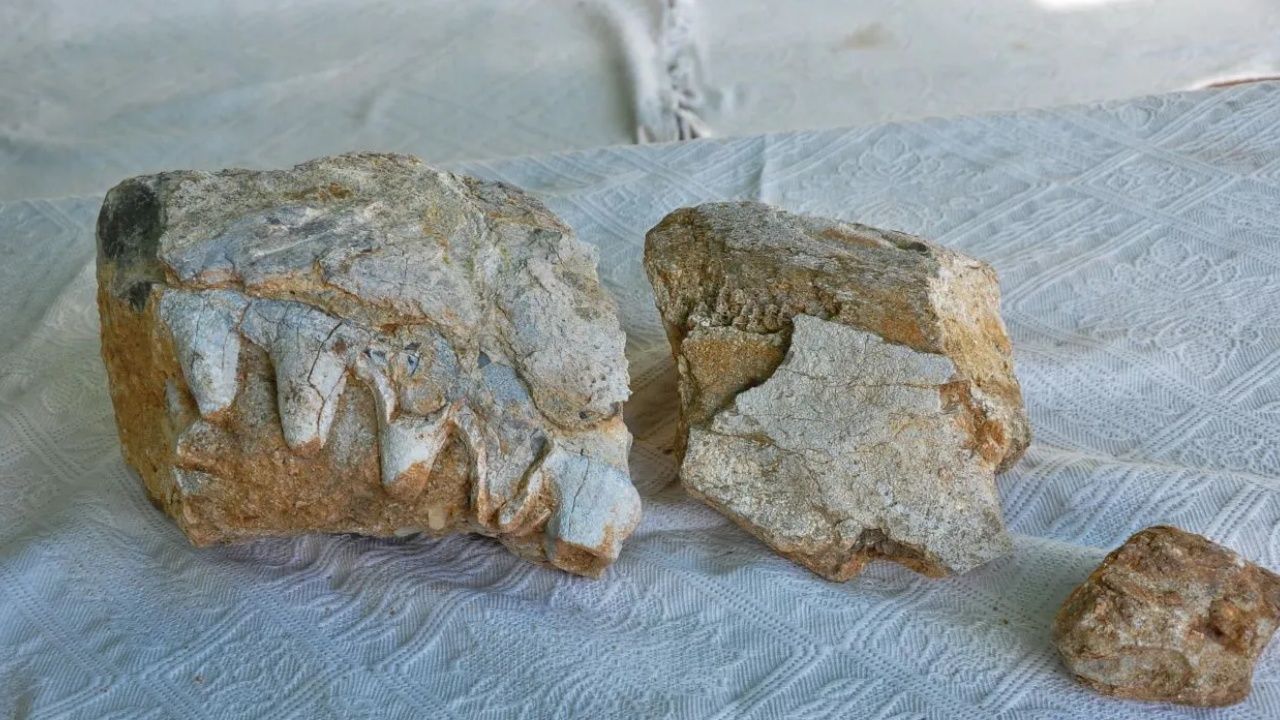 Üzerinde 16 santimetrelik dişler olan kaya bulundu