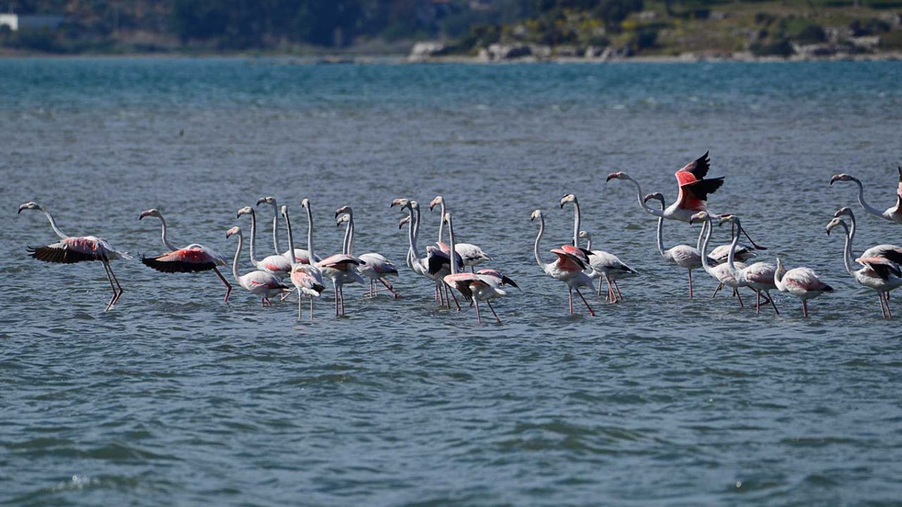 Kuş cenneti Bafa Gölü'nde kuraklık: 261 kuş türünü etkileyebilir