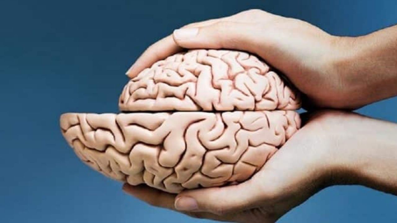 Şüpheler doğrulandı: İnsan beyni küçülüyor