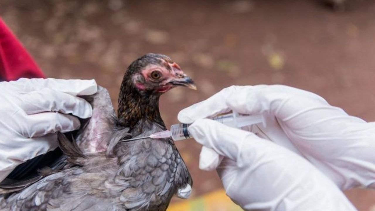 Avrupa ve Asya'da 'kuş gribi salgını' alarmı