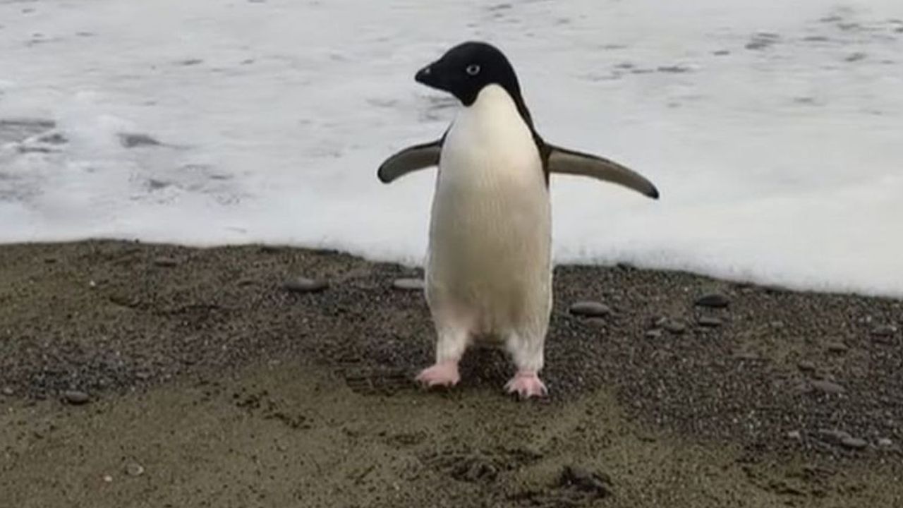 Antarktika'da yaşayan penguen yanlışlıkla 3 bin kilometre seyahat ederek Yeni Zelanda'ya gitti