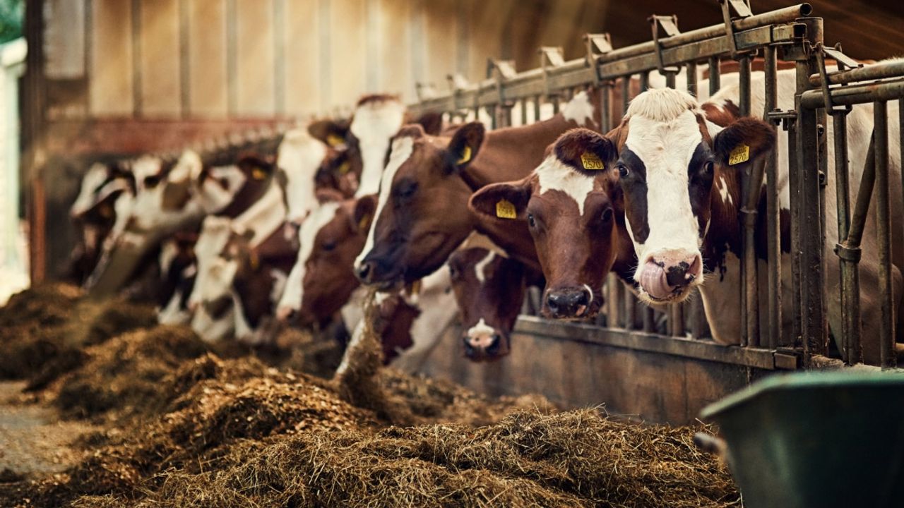 Süt üreticileri kırmızı alarm veriyor: İneği kesmek sağmaktan daha karlı